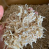 Dried Anchovy Yellow 2