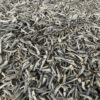 Dried Headless Anchovy 2