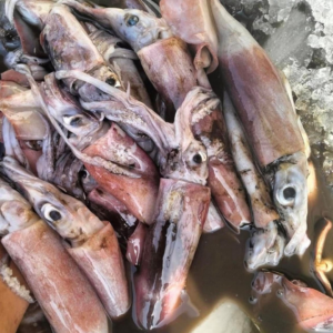 Wholesale Dried Black Squid Exporter from Vietnam | HuvyExim