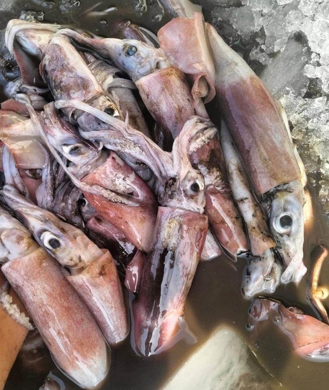 Wholesale Dried Black Squid Exporter from Vietnam | HuvyExim
