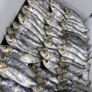 Dried Herring Fish Wholesale & Bulk Export | Vietnam Supplier