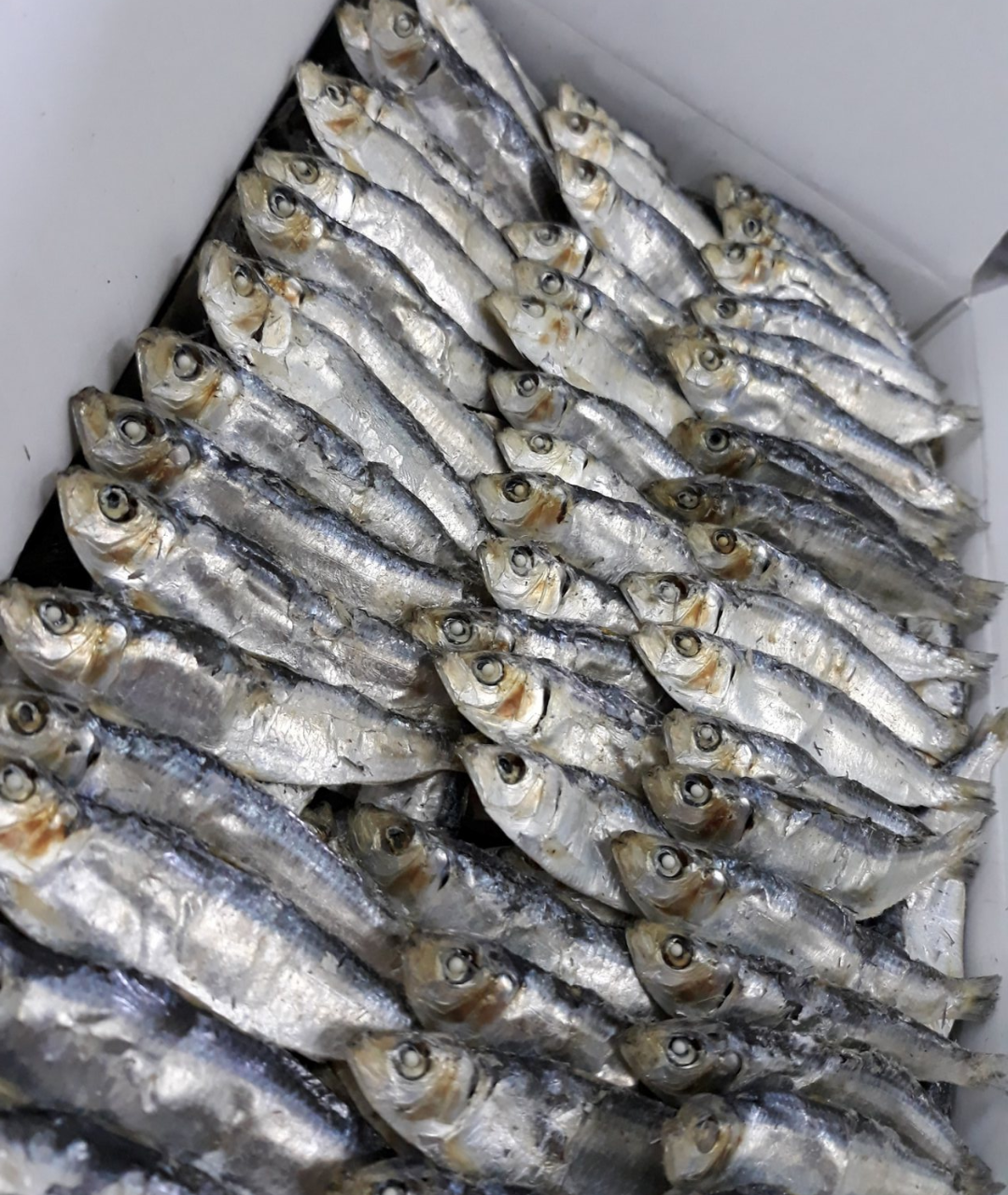Dried Herring Fish Wholesale & Bulk Export | Vietnam Supplier