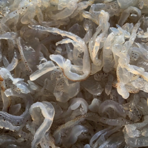 Dried Salted Jellyfish Wholesale Exporter | HuvyExim