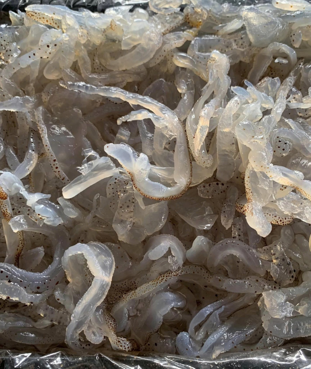 Dried Salted Jellyfish Wholesale Exporter | HuvyExim