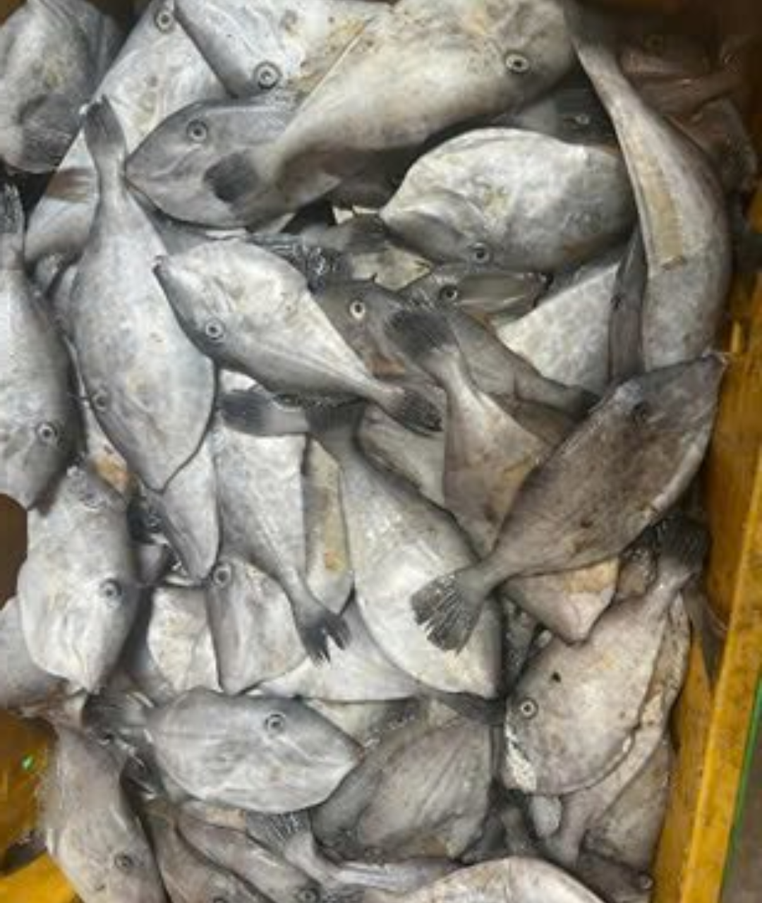 dried-seasoned-leather-jacket-fish (1) dried seasoned leather jacket fish 1
