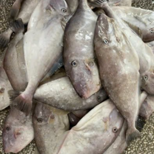 Dried Seasoned Leather Jacket Fish Fillet Wholesale | Vietnam