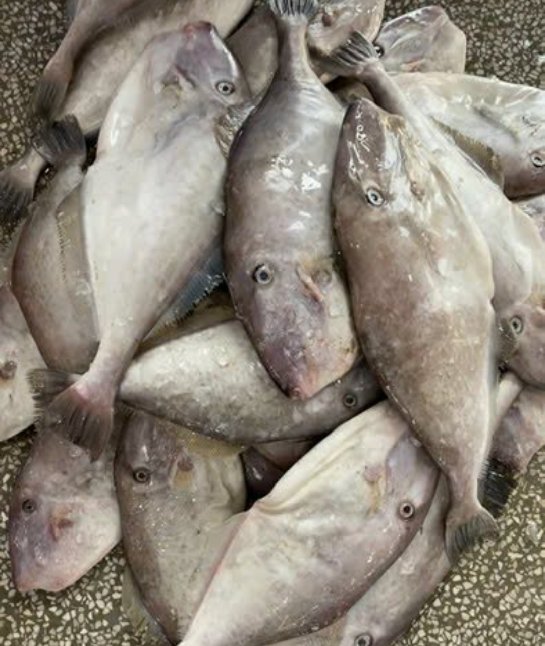 dried-seasoned-leather-jacket-fish (3) Dried Seasoned Leather Jacket Fish Fillet Wholesale | Vietnam