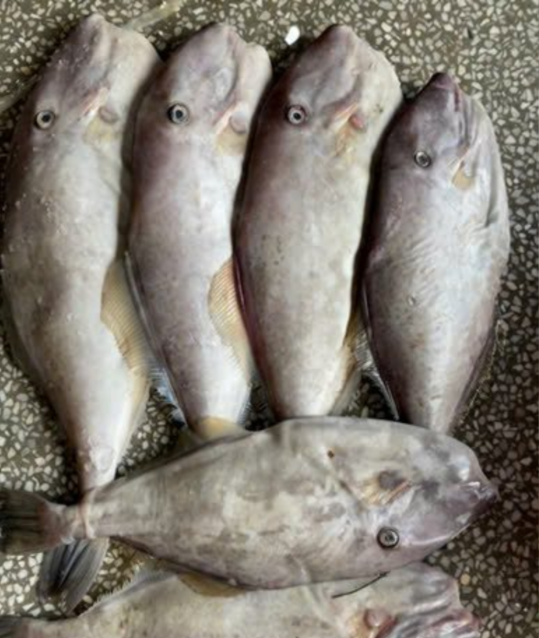dried-seasoned-leather-jacket-fish (4) dried seasoned leather jacket fish 4