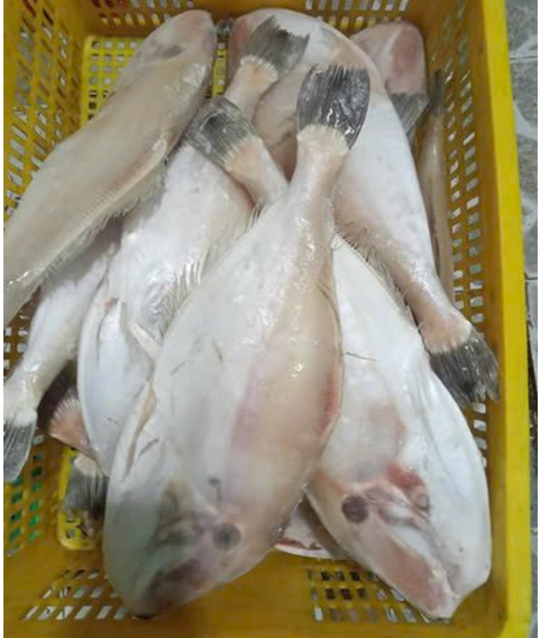 dried-seasoned-leather-jacket-fish dried seasoned leather jacket fish