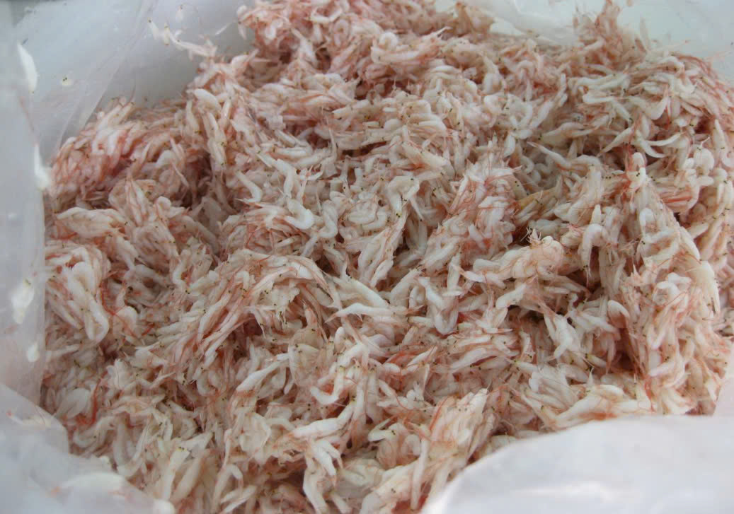 HOMEPAGE 5 Salted Baby Shrimp