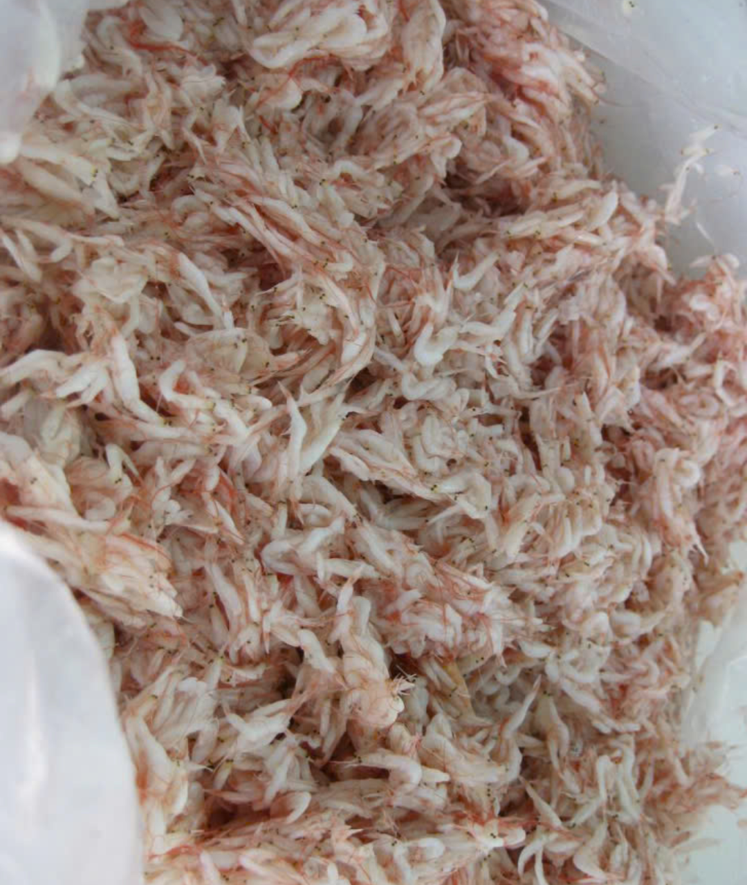 Salted Baby Shrimp (Fermented/Brined) Exporter | Vietnam Supplier